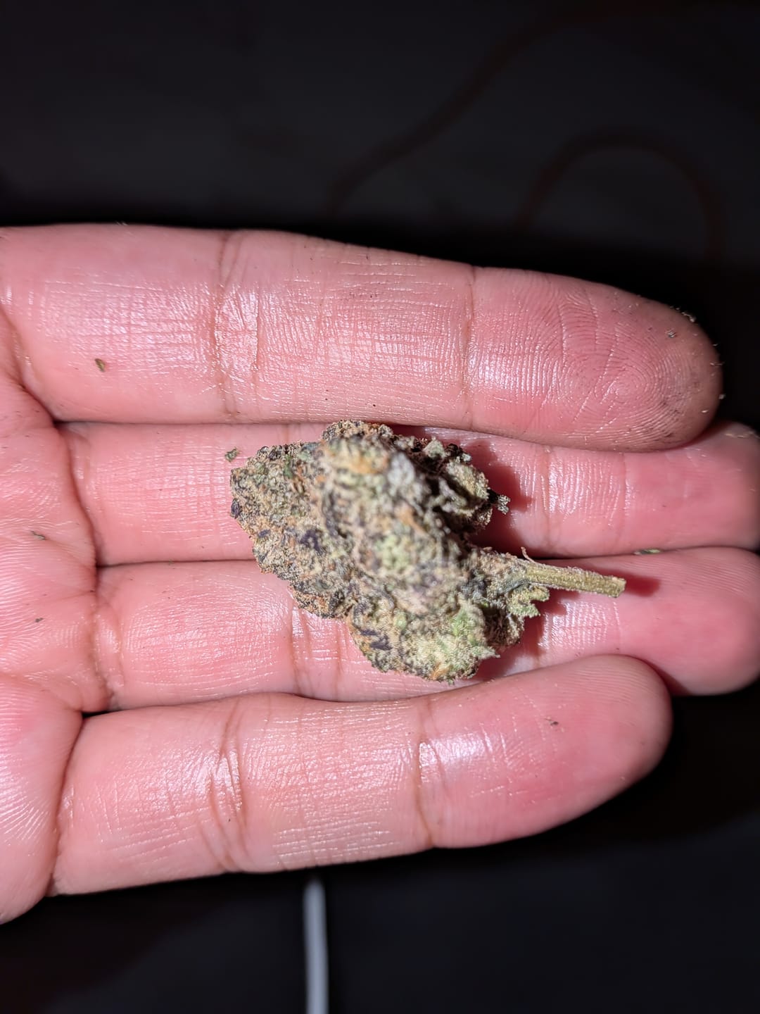 Customer photo review of Cosmic Taffy - THCA Flower