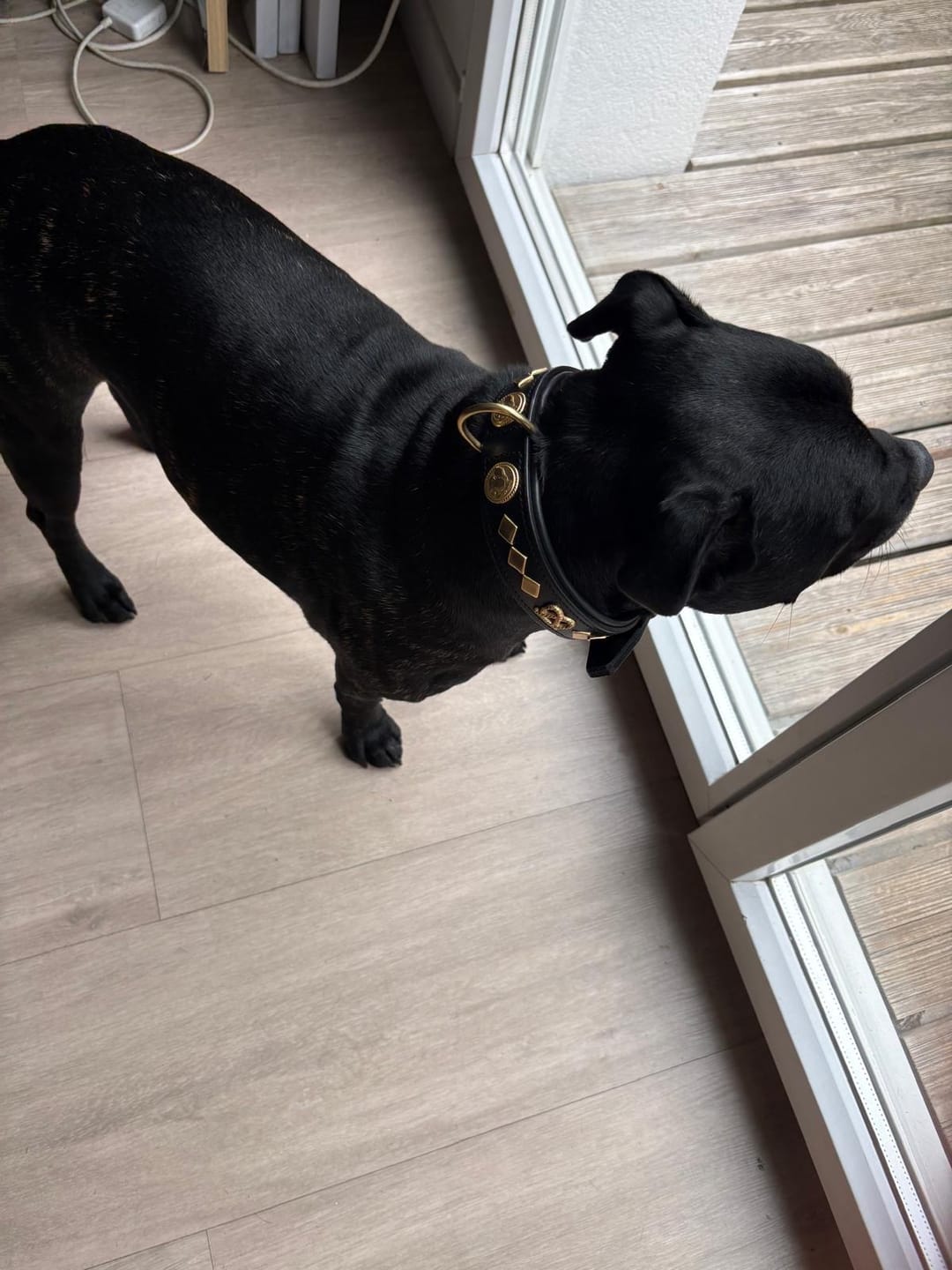 Customer photo review of Staffordshire Bull Terrier 1935® Leather Collar & Leash Set - Gentleman Jim - Black/Gold