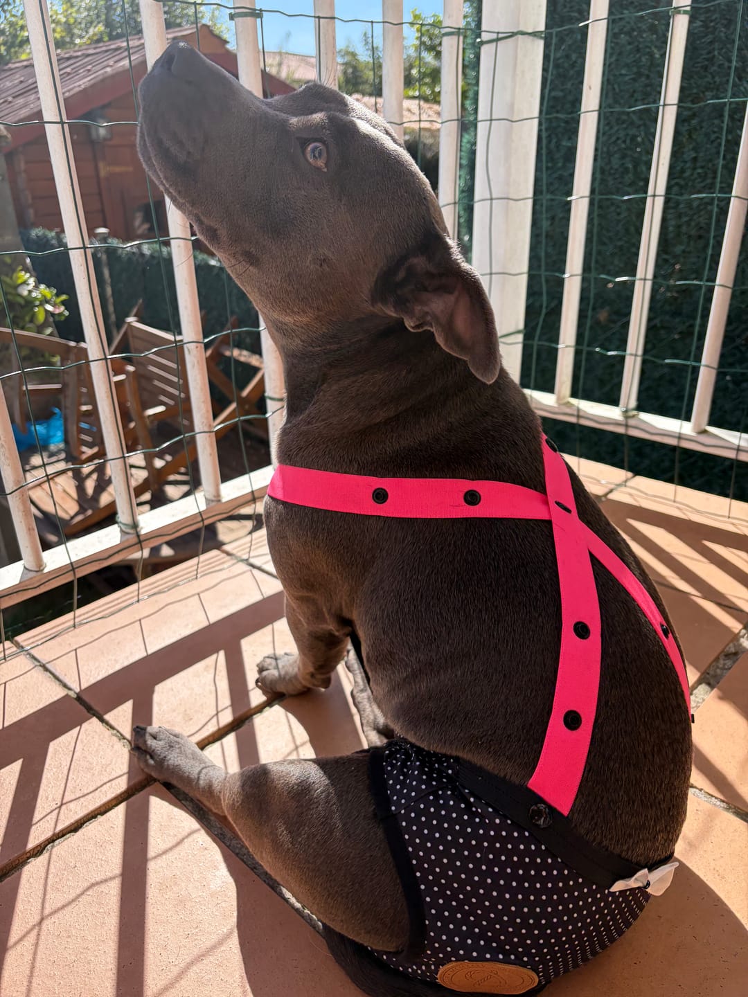 Customer photo review of Staffordshire Bull Terrier 1935® Hygiene Panties with Suspenders - Maid