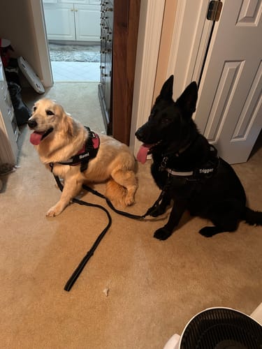 Customer's two dogs wearing black Dogshood No Pull Harnesses with leashes while sitting indoors.
