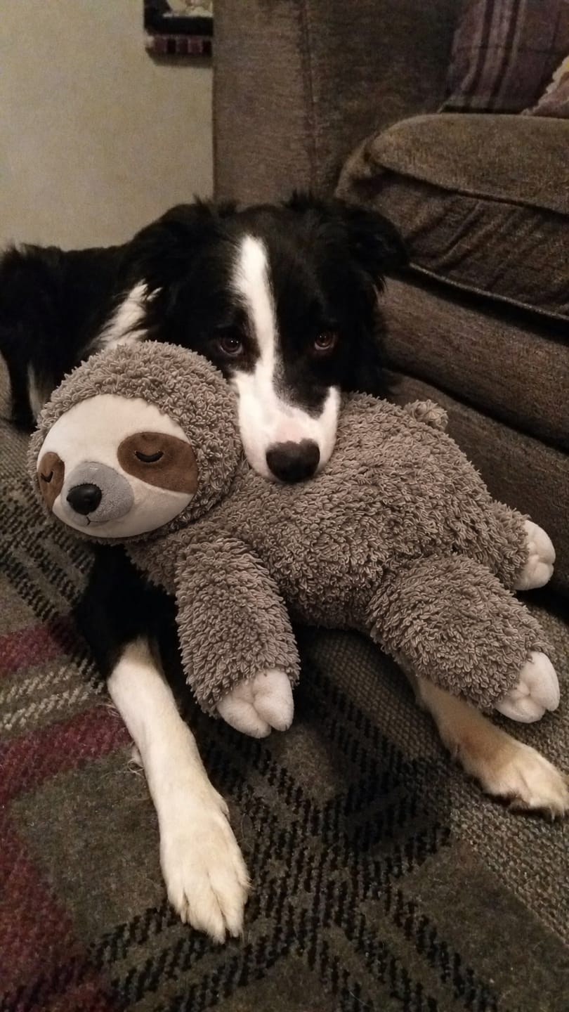 Customer photo review of Muffly™ Heartbeat Sloth – Calms Anxiety & Loneliness