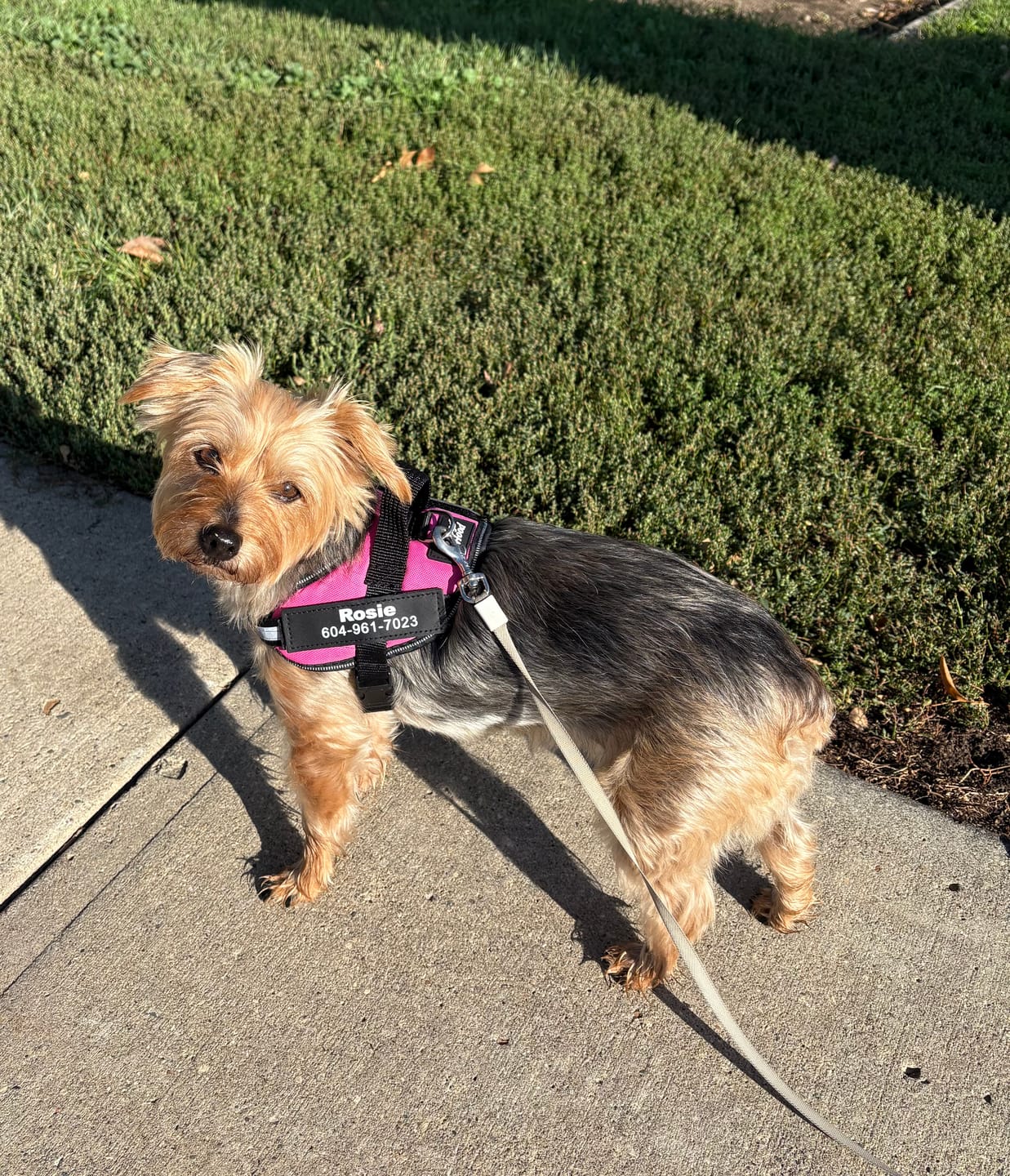 Customer photo review of Dogshood ™ Ergonomic Harness