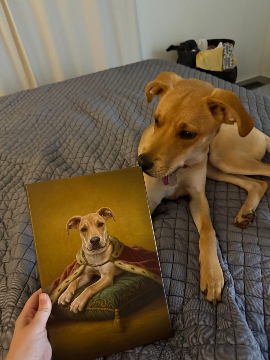 Customer photo review of Custom Royal Pet Portrait | Royal Sitting Dog