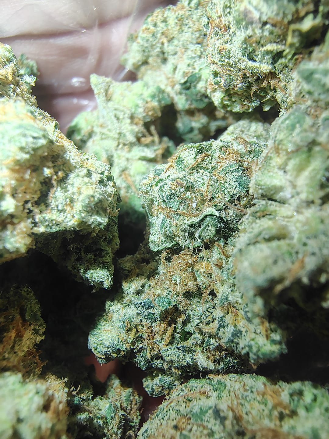 Customer photo review of Biscotti THCA Flower (Budget)