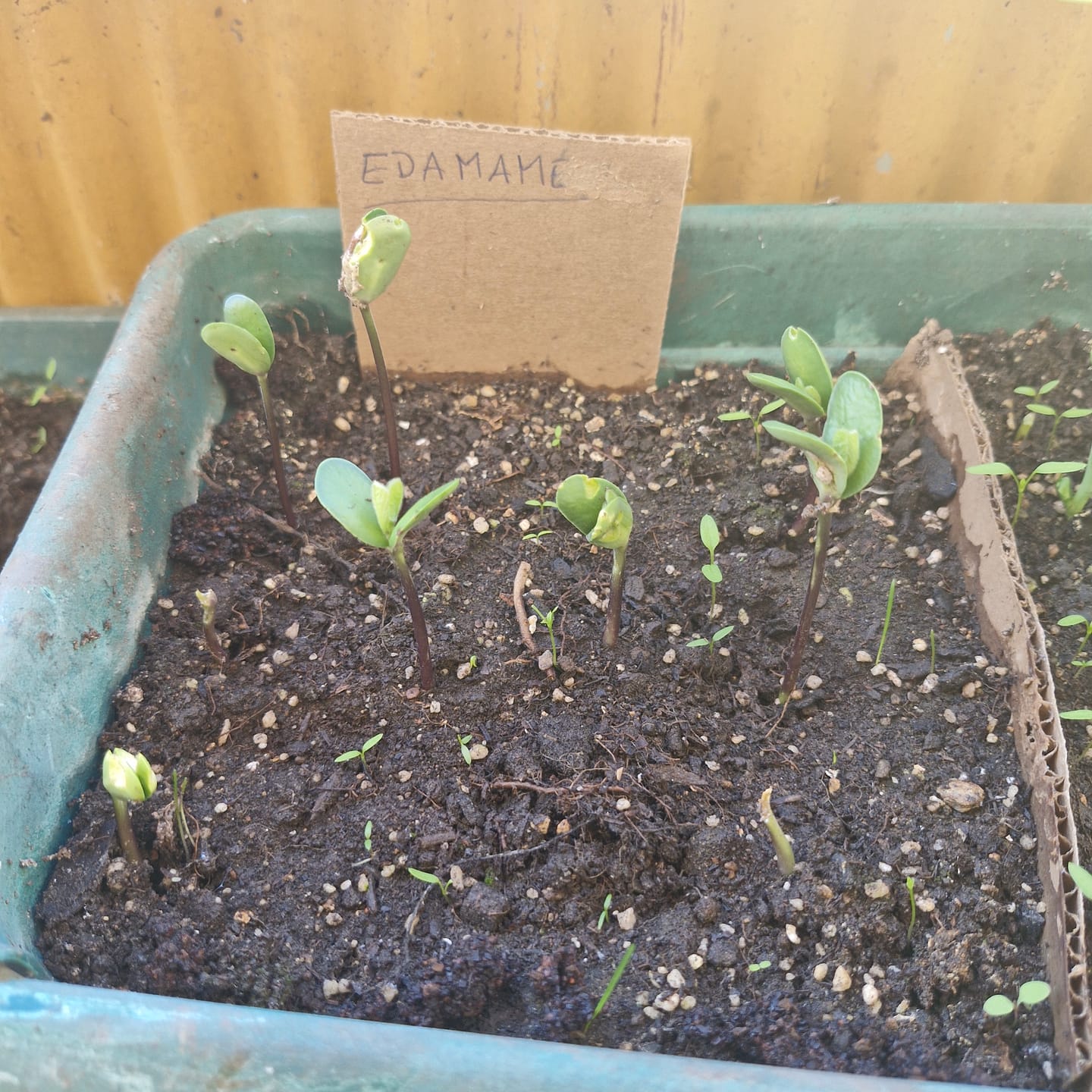 Customer photo review of Semillas Poroto Edamame