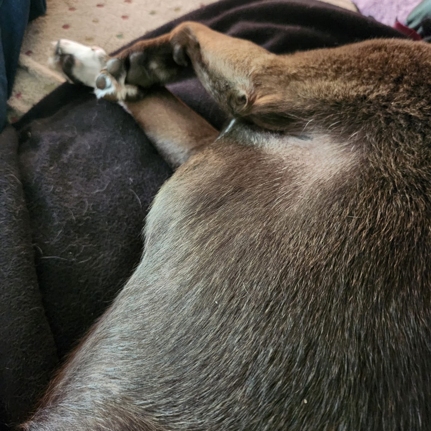 Customer photo review of Buddy Guard + Omega Love+