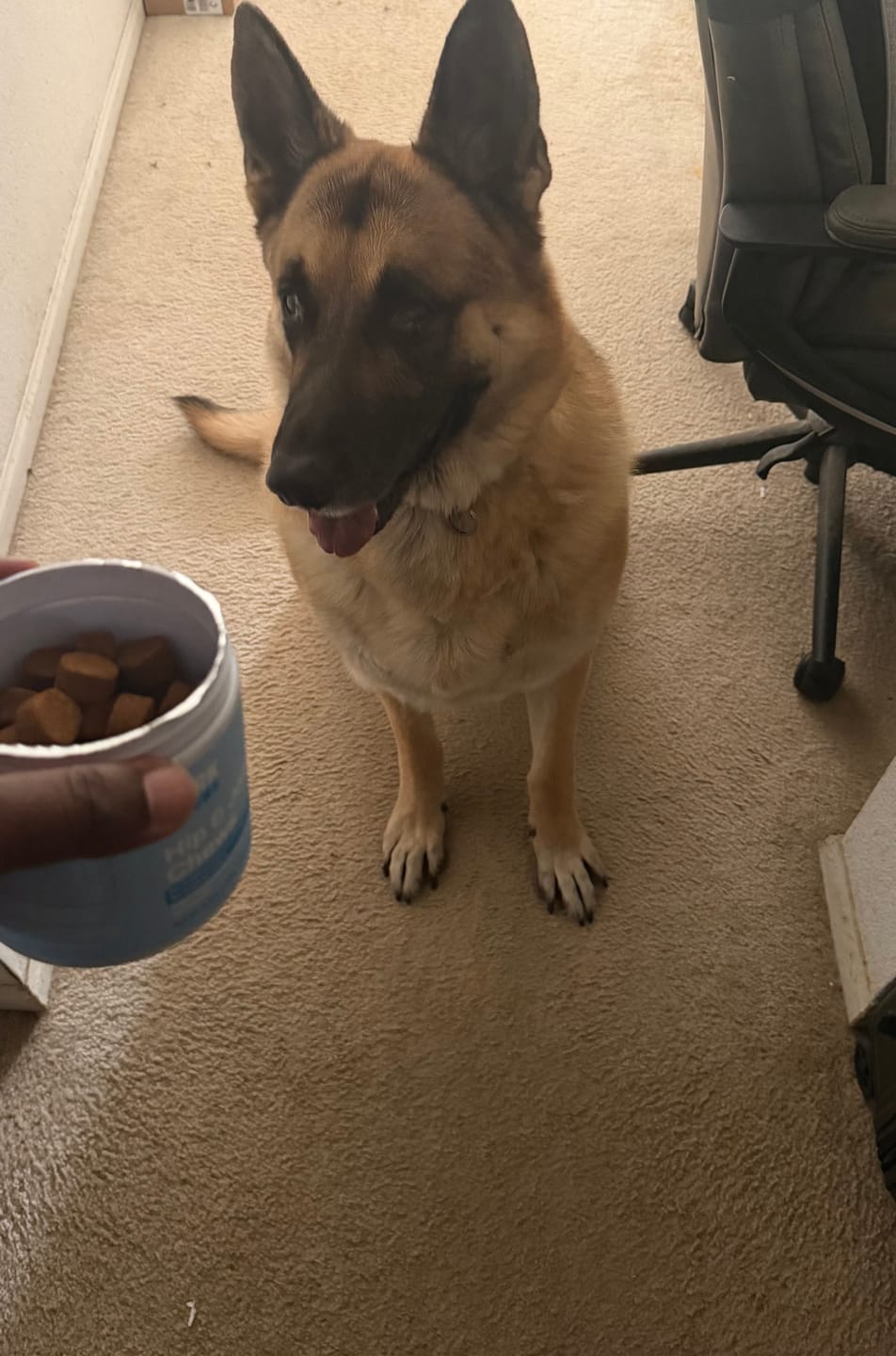 Customer photo review of Bark Chews Advanced Hip and Joint Chews