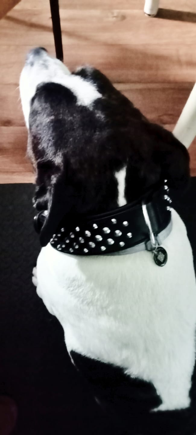 Customer photo review of Hand Made Leather Dog Collar - RuffNeck Black & Chrome (Wide Fit)