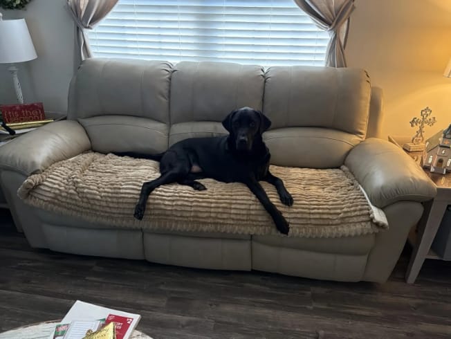Customer photo review of Loami CozyCover™ – die kuschelige Sofadecke für Haustiere 🐾