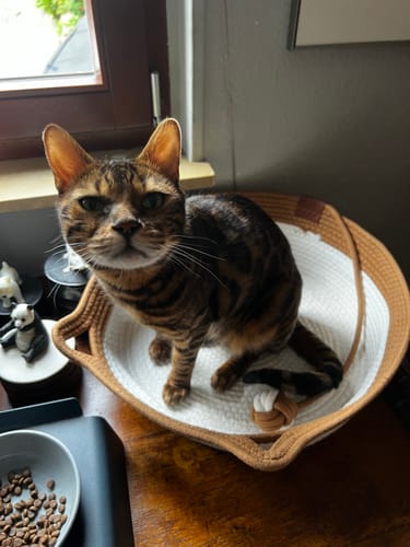 Customer's Fellnest Katzenkorb, a woven round basket, with a cat sitting inside.
