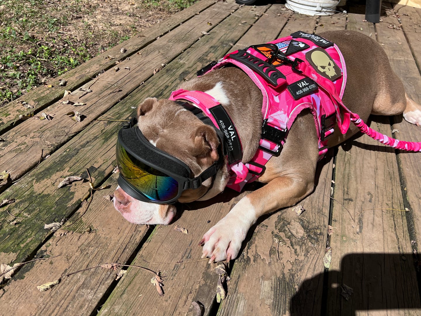 Customer photo review of Metal-Buckle Tactical K9 Dog Collar With Hook & Loop Panel & Top Handle