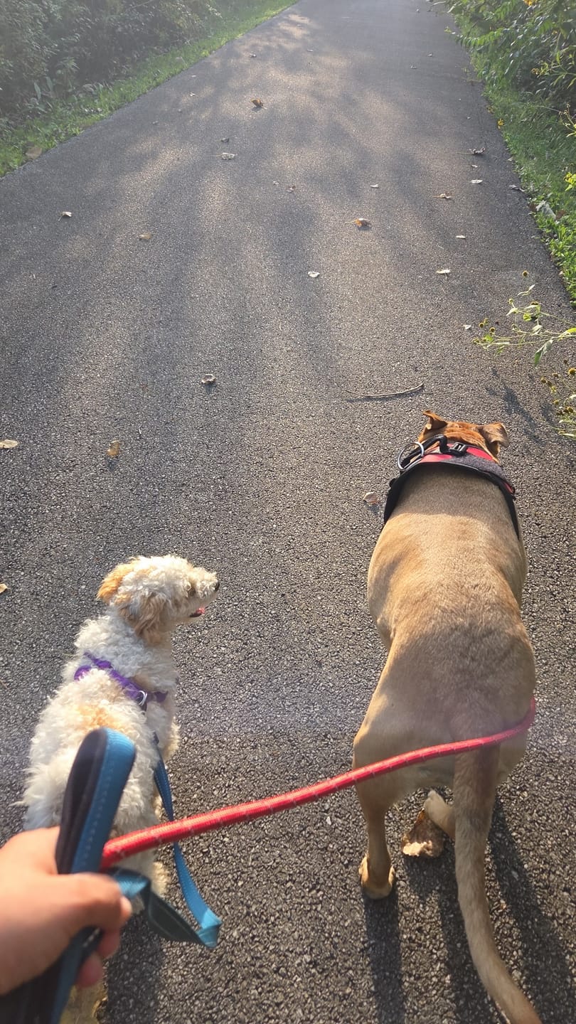 Customer photo review of Reflective Nylon Leash
