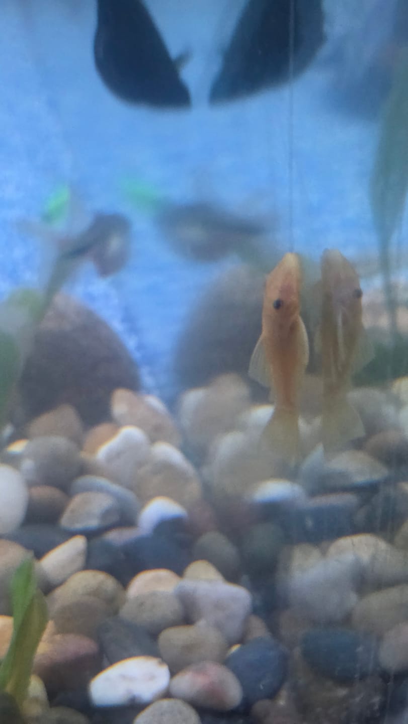 Customer photo review of Lemon Blue Eye Bushynose Pleco (Ancistrus sp.) small
