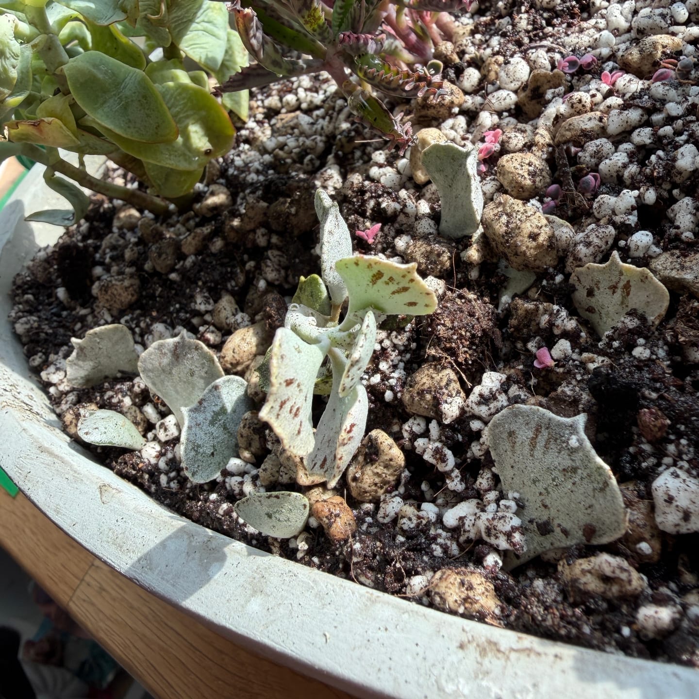 Customer photo review of Kalanchoe rhombopilosa