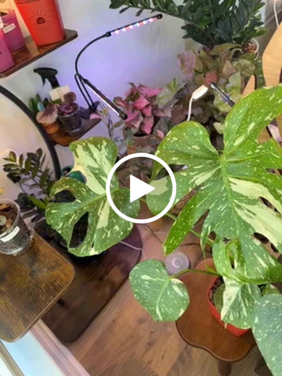 Customer video review of Monstrella - Plant trellis inspired by the Monstera Leaf