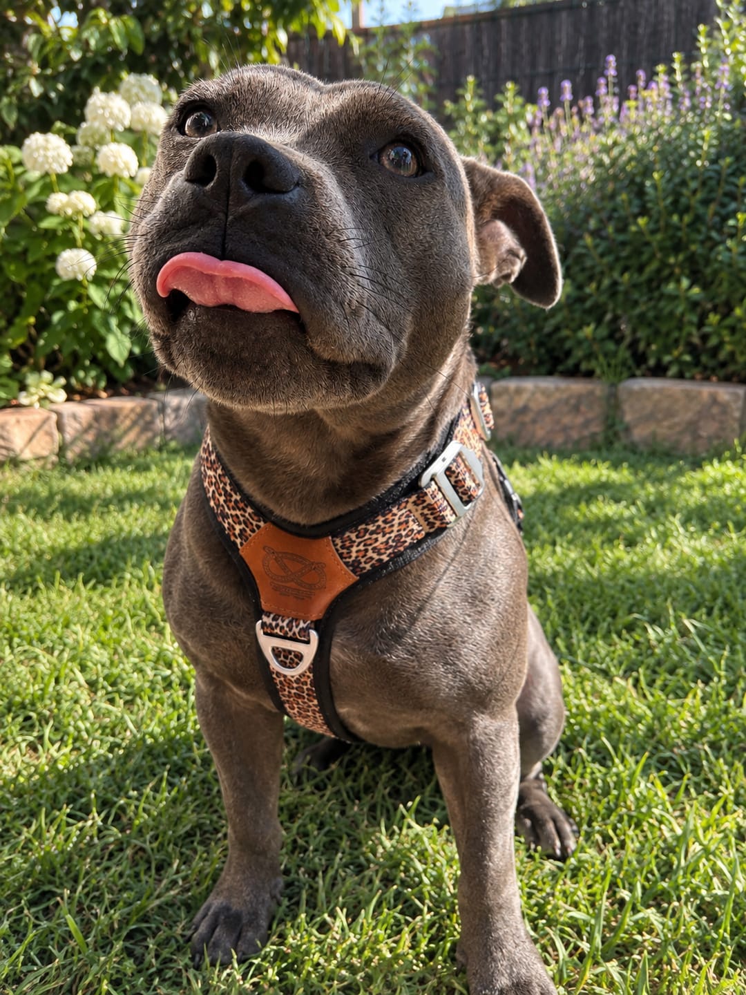 Customer photo review of Staffordshire Bull Terrier 1935® Harness & Leash Set - Leopard