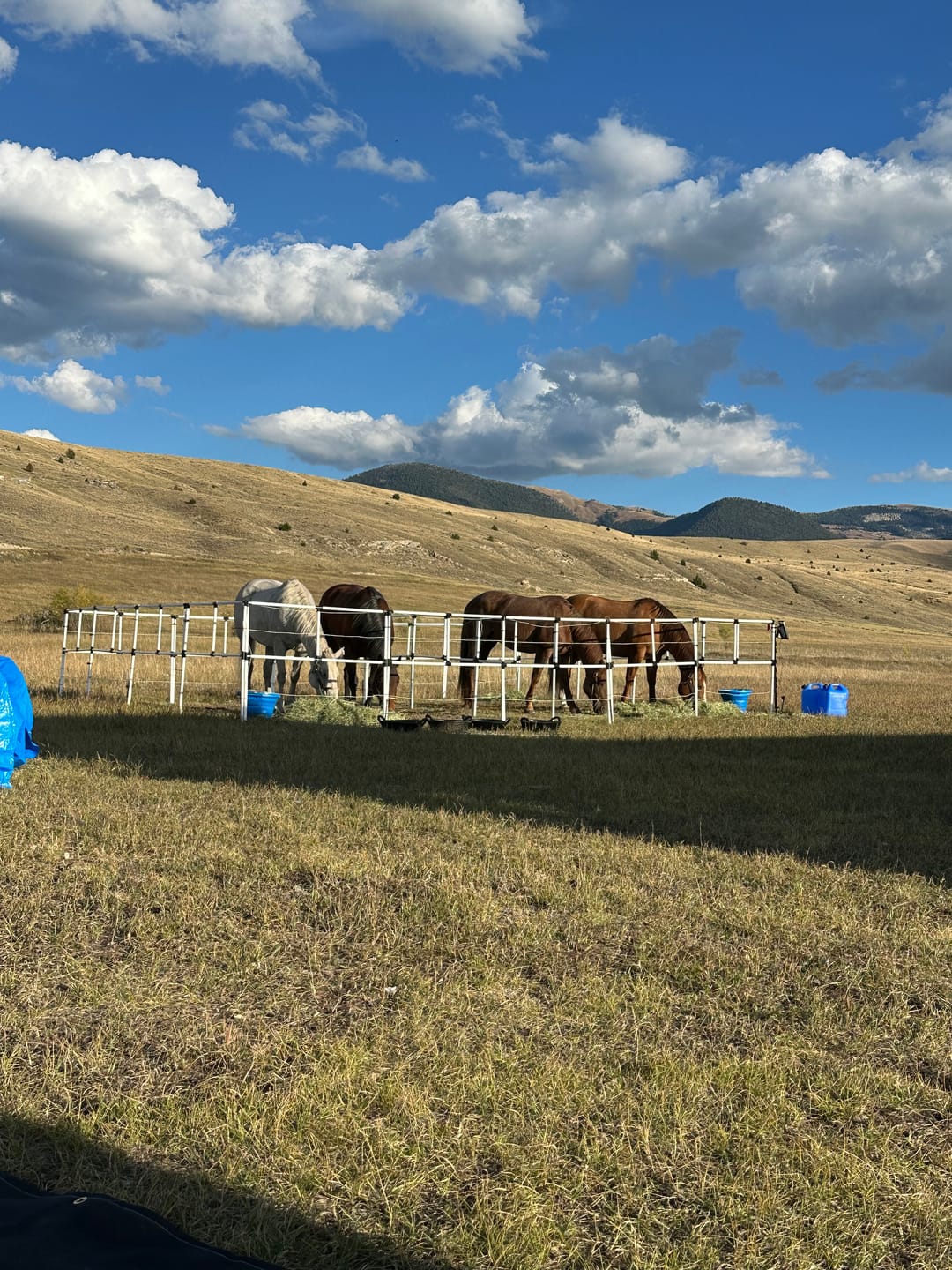 Customer photo review of Ready Made Portable Electric Horse Corral Fencing: (Electric EconoLine 4 Panels; 2 Rails)