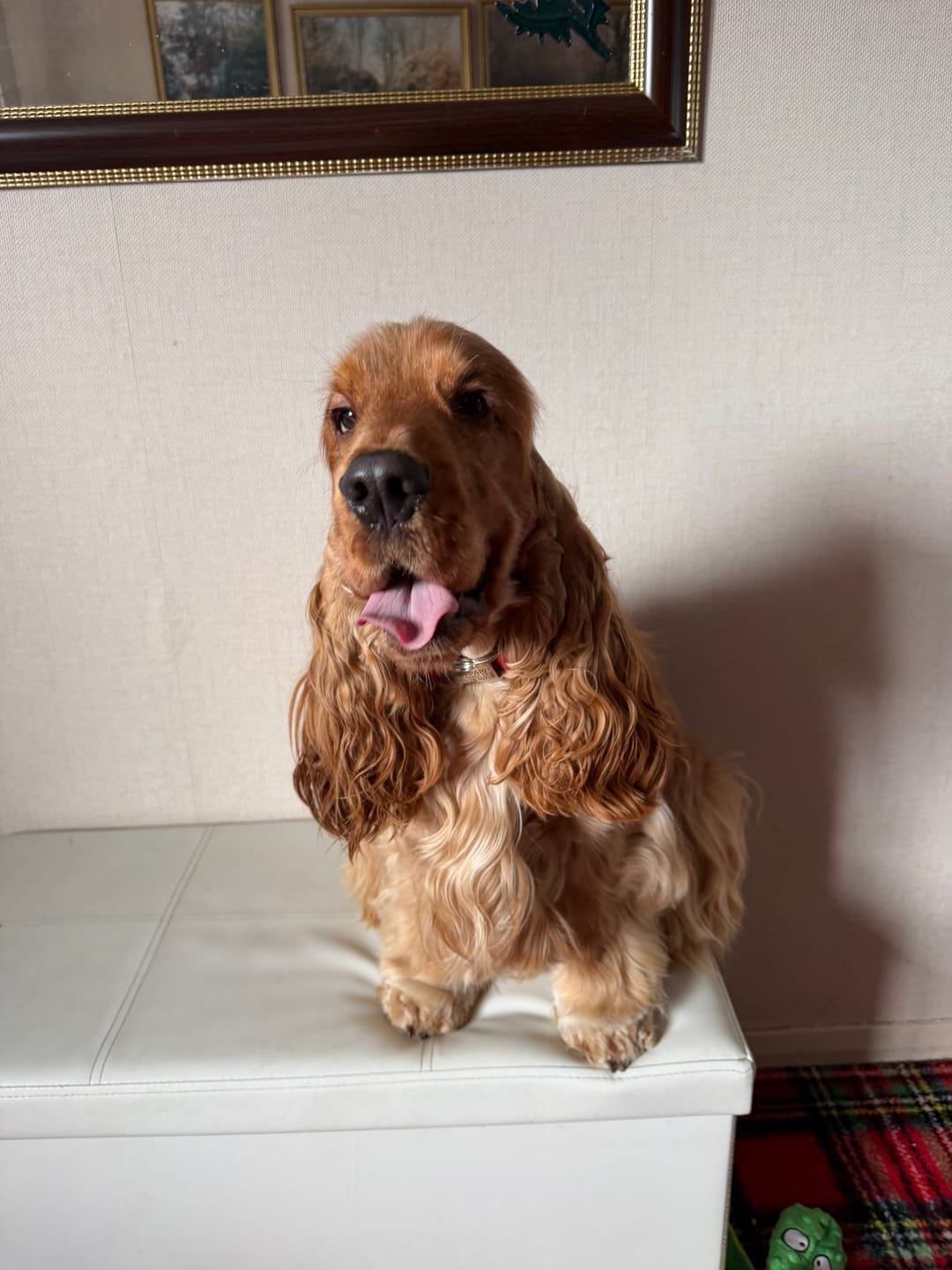 Customer photo review of Probiotic Eye Care Spray for Pets - 100ml