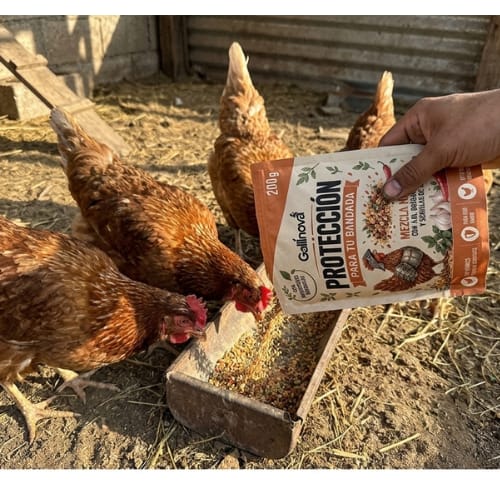 Customer photo review of Grano Gallinas