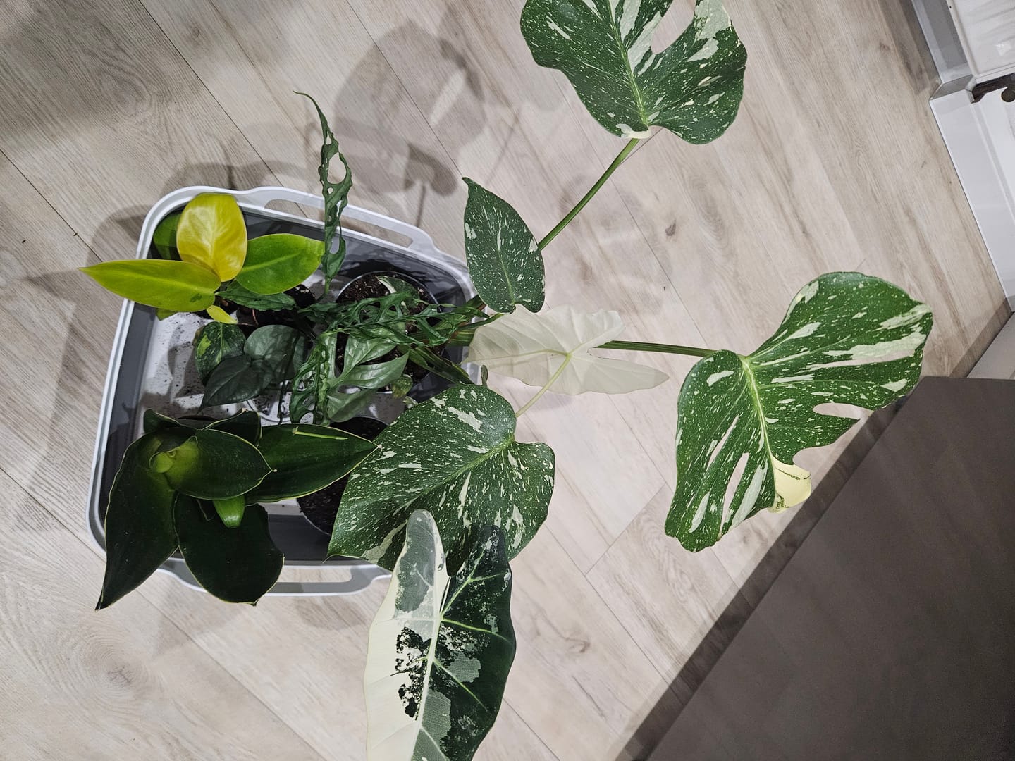 Customer photo review of SAD-PLANT-SET