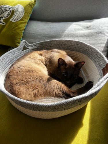 Kunde's Fellnest Katzenkorb mit liegender Katze darin, auf einem Sofa platziert.