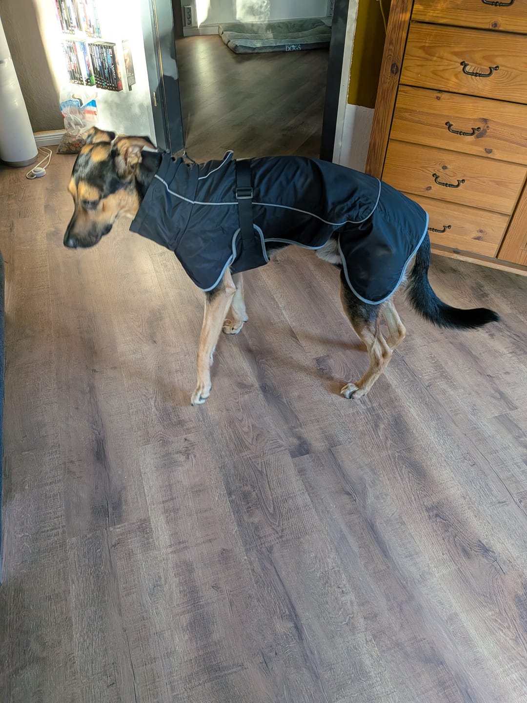 Customer photo review of TruePet Hundemantel | Wasserdicht beschichtet + Fleece-Futter: warm UND trocken | Leinenöffnung am Rücken | S bis XXXL