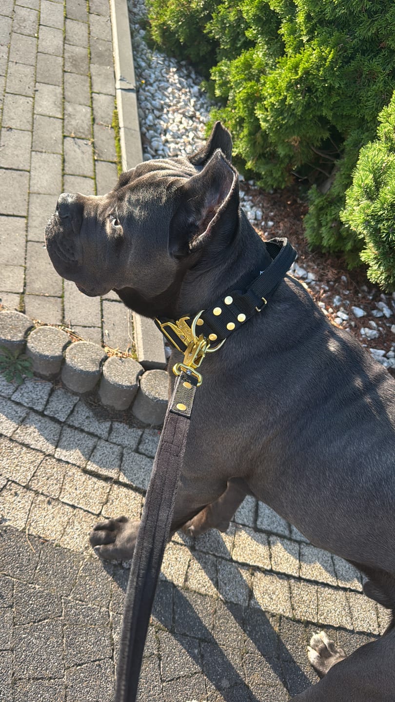 Customer photo review of Smycz nylonowa Walk Leash – Golden Edition Czarna