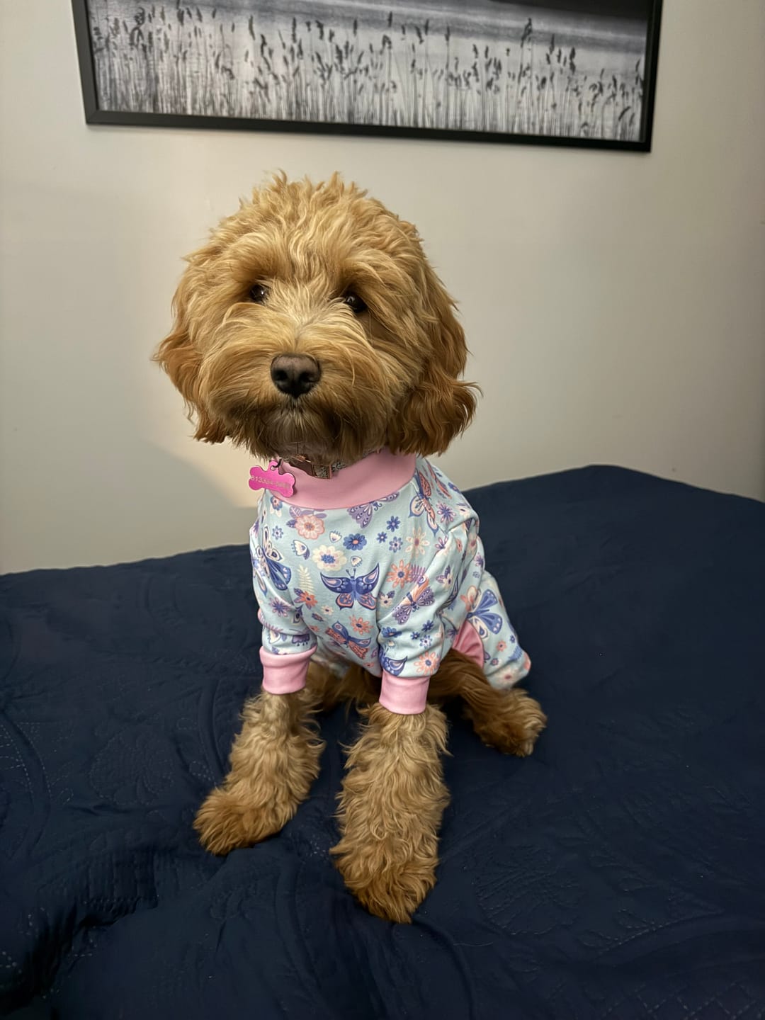 Customer photo review of Dog Pajama - Butterfly