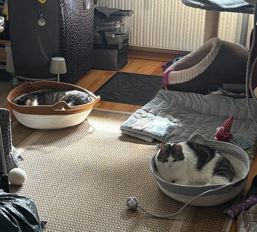 Customer's two Fellnest Katzenkorb rope baskets on a rug, each occupied by a resting cat.