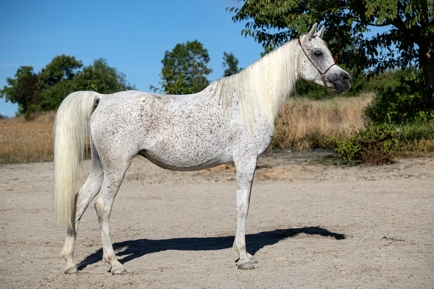 Customer photo review of Kristallkraft No1