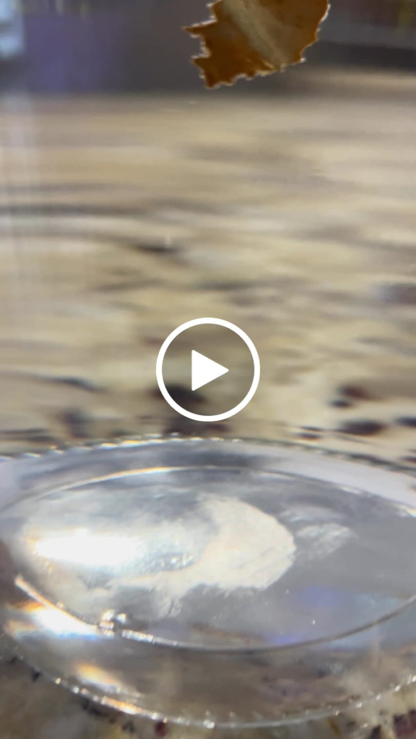 Customer video review of Pink Halfmoon Female Betta Fish | Rare Pastel Beauty