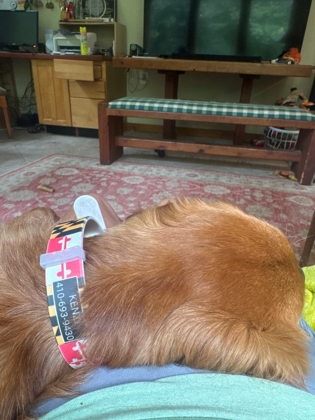 Customer photo review of Maryland Flag Dog Collar