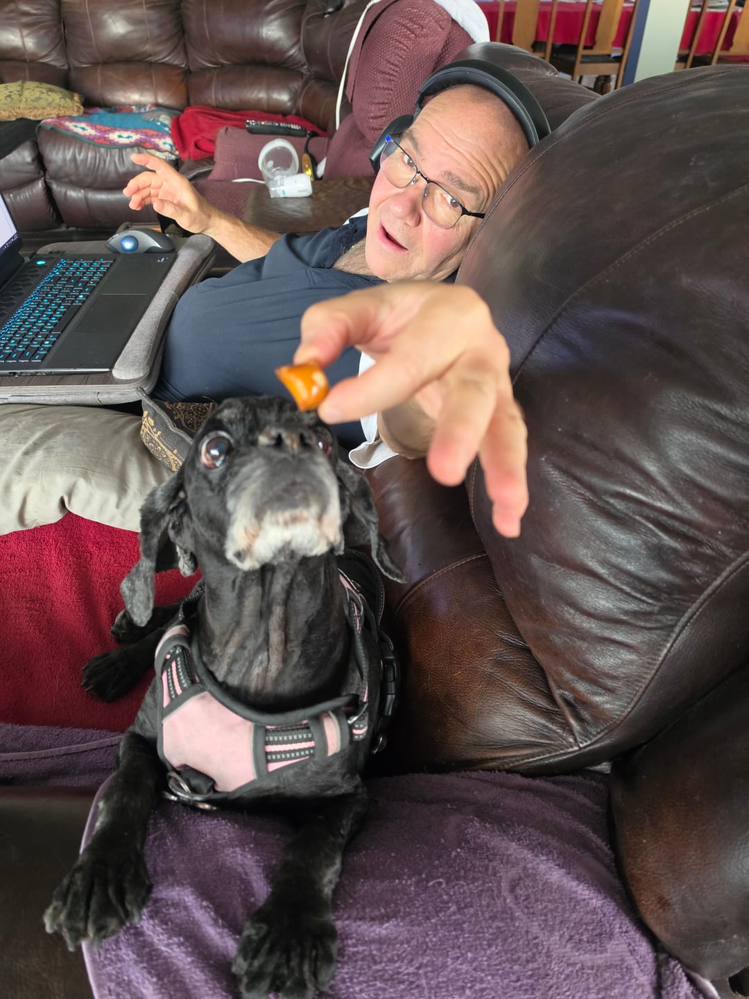 Customer photo review of Three Dog Bakery - Pret-zel Bites Peanut Butter 24oz