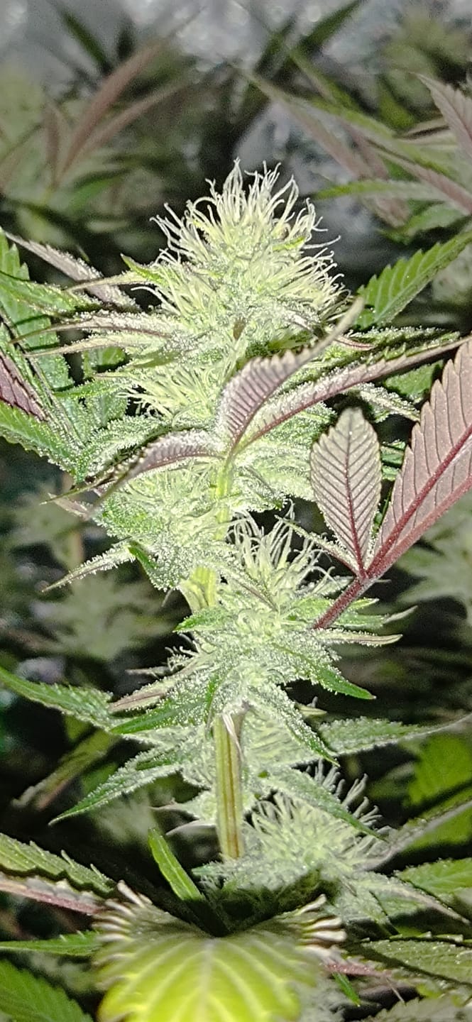 Customer photo review of Hanfsteckling | Seriotica