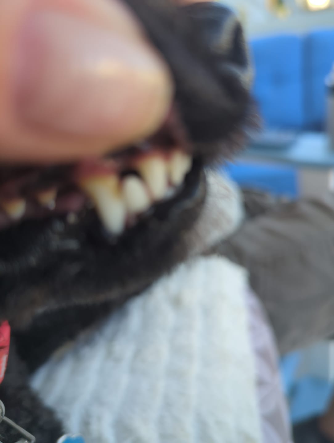 Customer photo review of ProDenta by PupLabs™ - Advanced Dental Health for Dogs