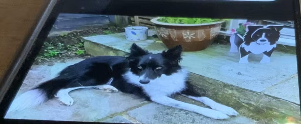 Customer photo review of Dog Planter - Border Collie