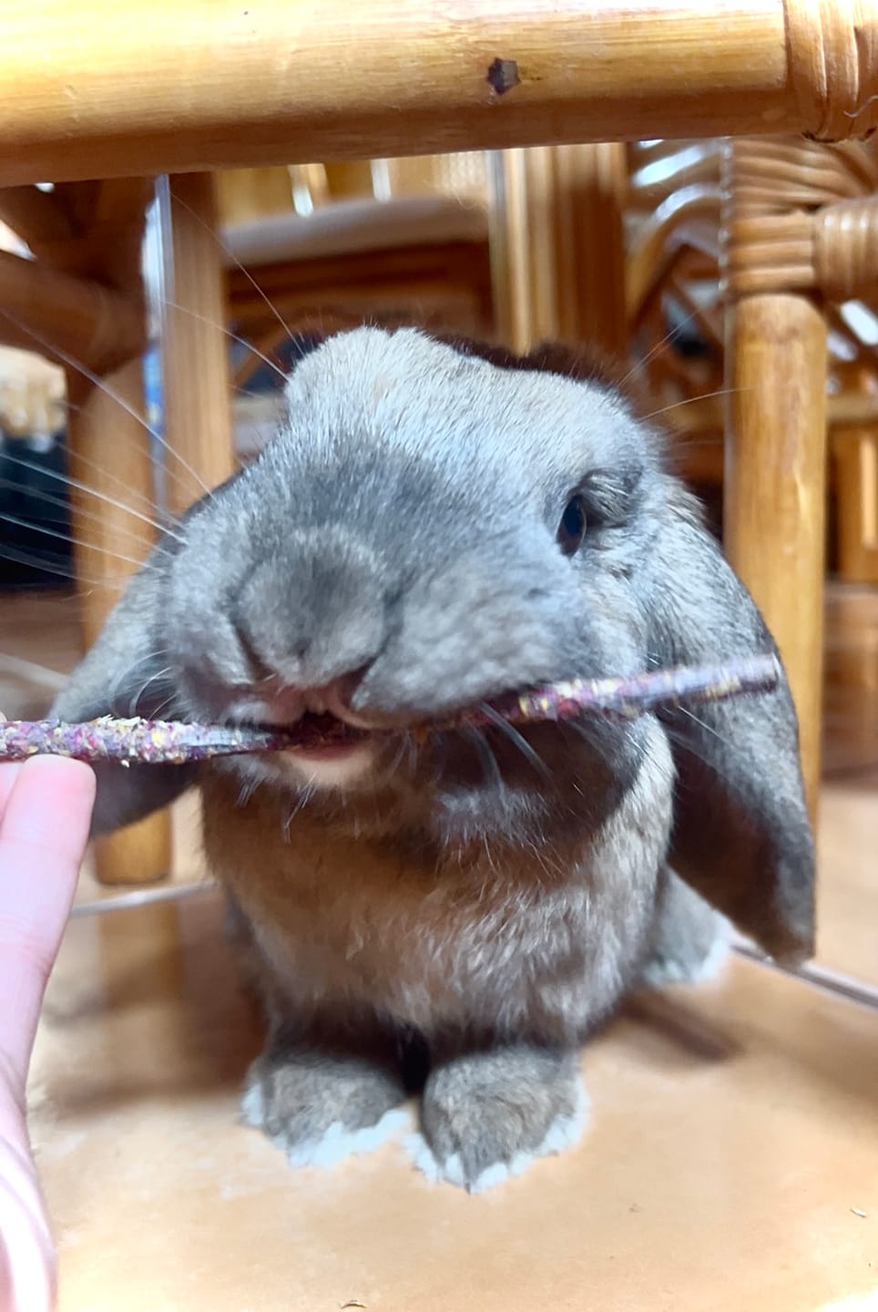Customer photo review of Apple Blossom Sticks BY PETTER