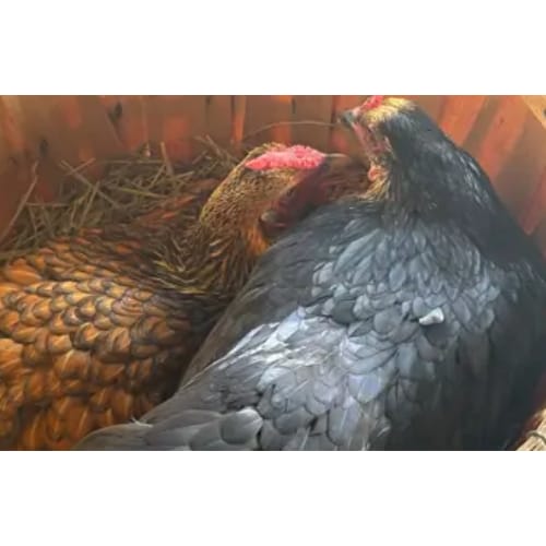 Customer photo review of Grano Gallinas