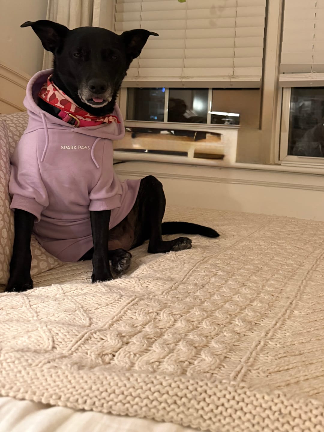 Customer photo review of Essential Dog Hoodies