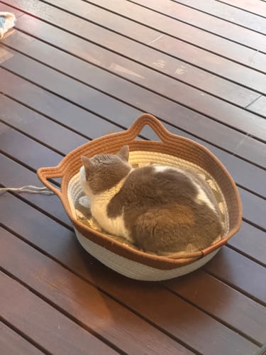Customer's brown and white cat resting inside an Instinct Basket on a wooden deck.