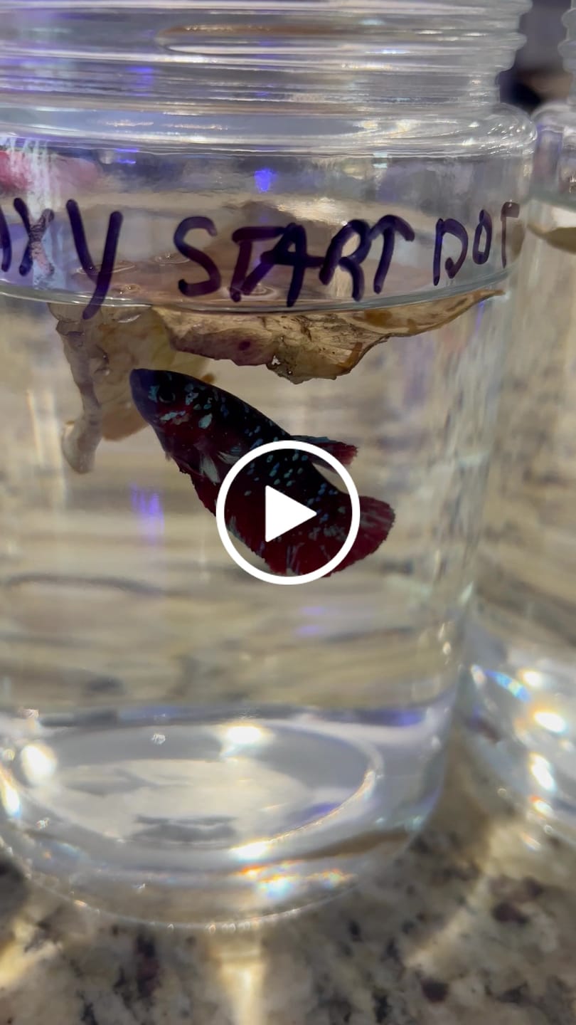 Customer video review of Koi Red Galaxy Star Dot Female Betta Fish