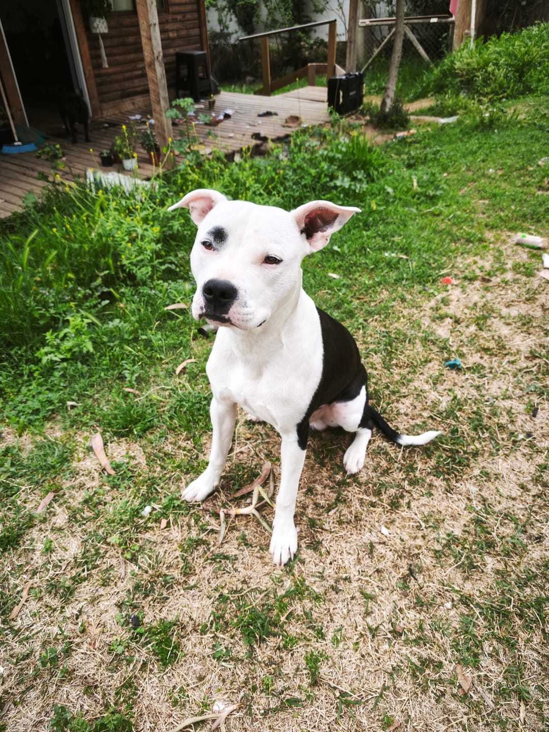 Customer photo review of PetFamily Foods Cachorros