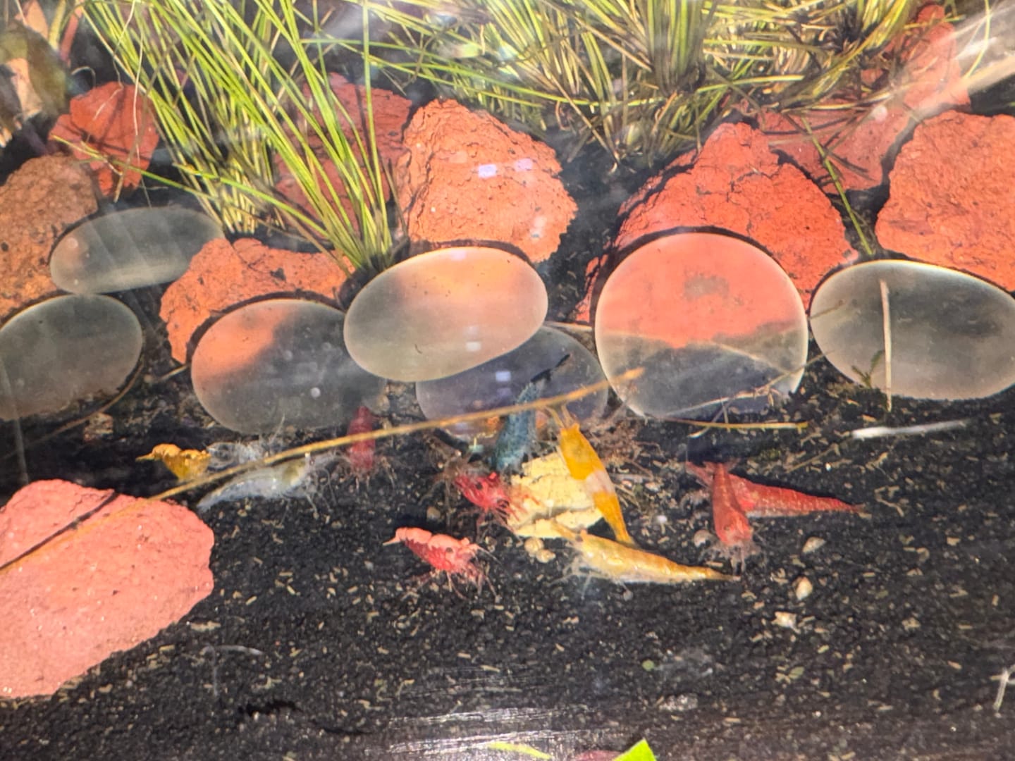 Customer photo review of Neocaridina Skittles Shrimp Pack – Assorted Freshwater Colors