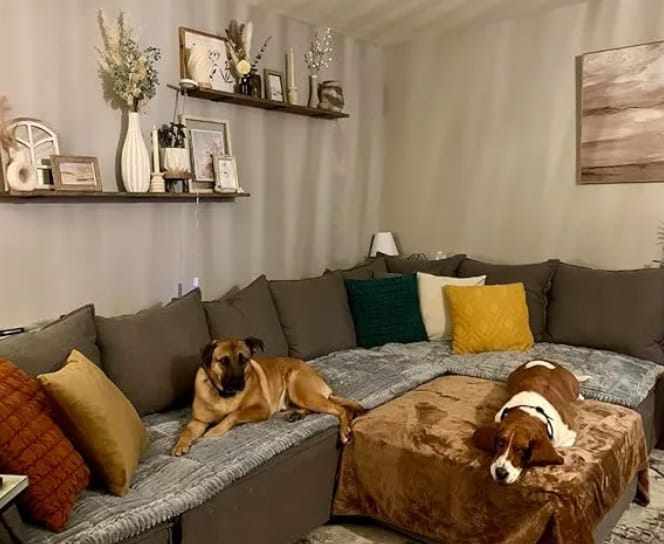 Customer photo review of Loami CozyCover™ – die kuschelige Sofadecke für Haustiere 🐾