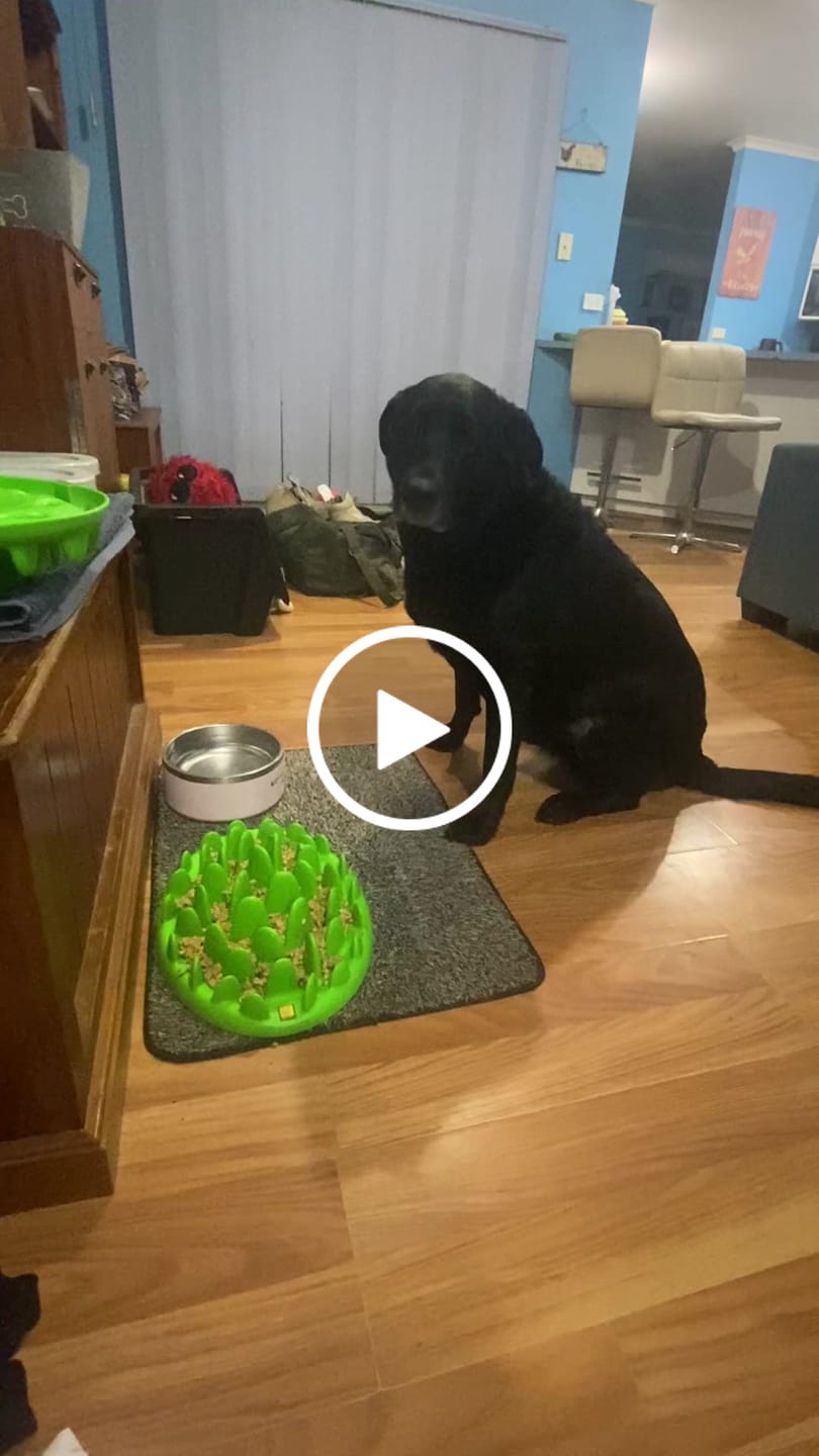 Customer video review of Bowls Loyalty Bundle - Large