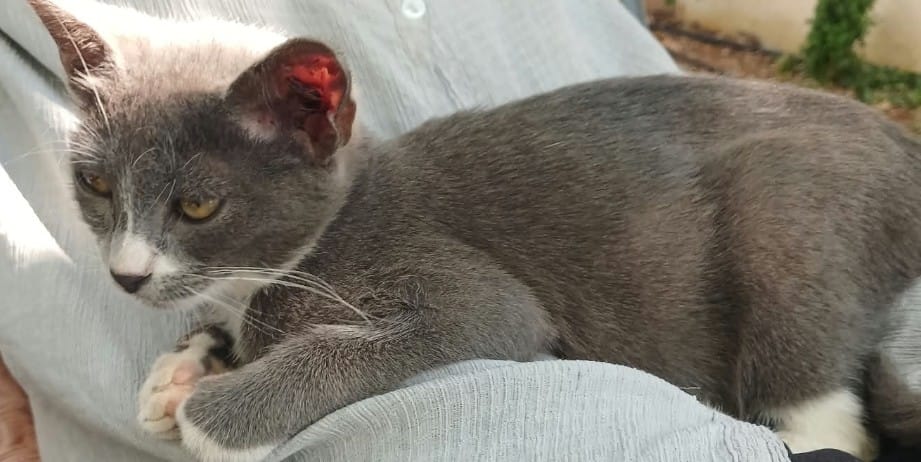 Customer photo review of Kuzulu Parça Etli Yetişkin Kedi Konservesi 400 gr