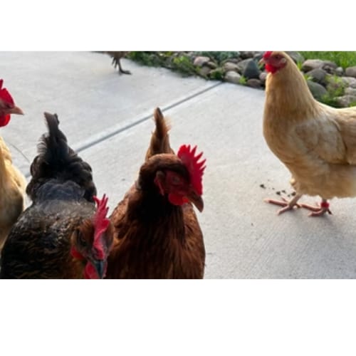 Customer photo review of Grano Gallinas