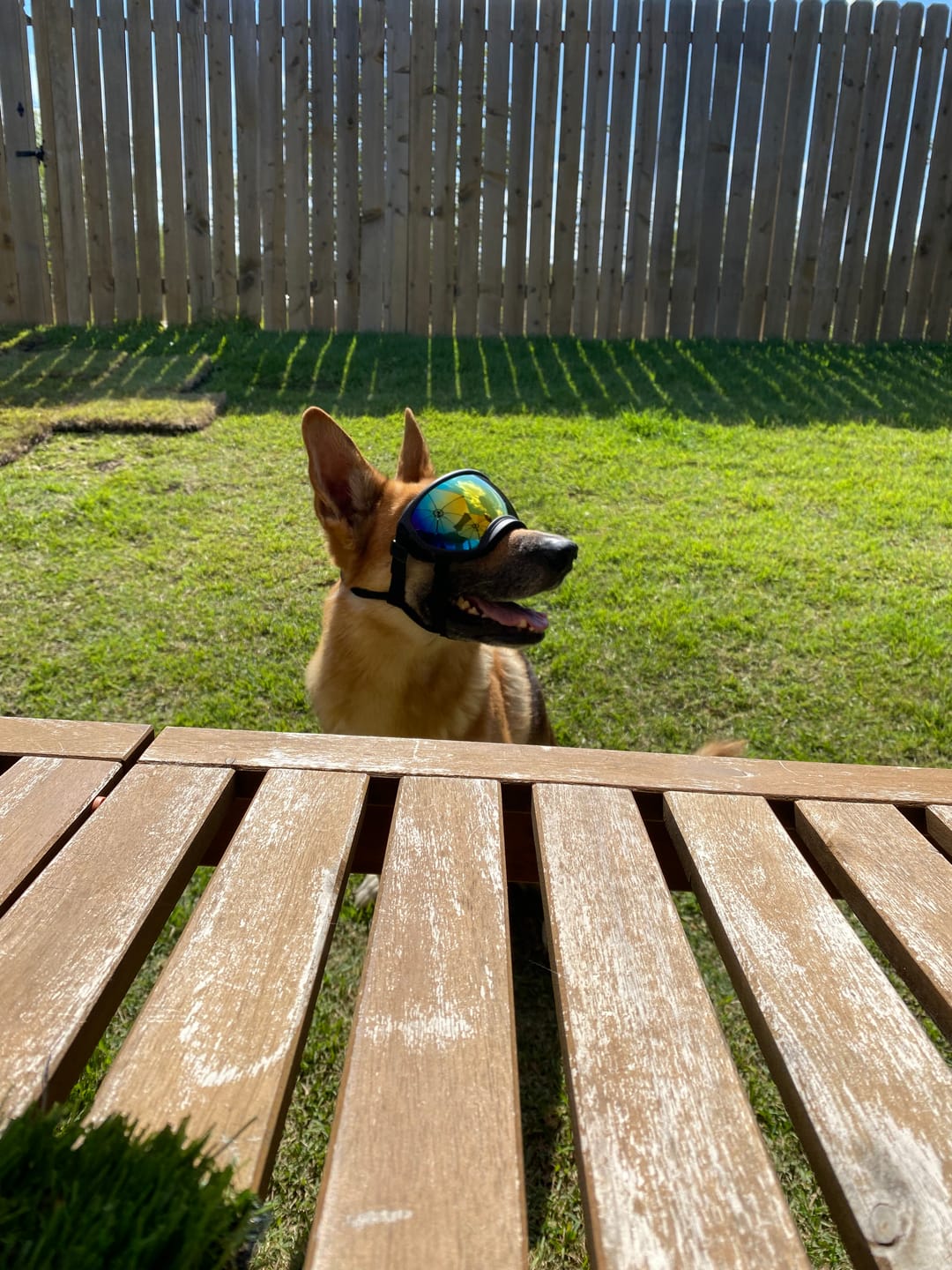Customer photo review of Team K9® Dog Goggles