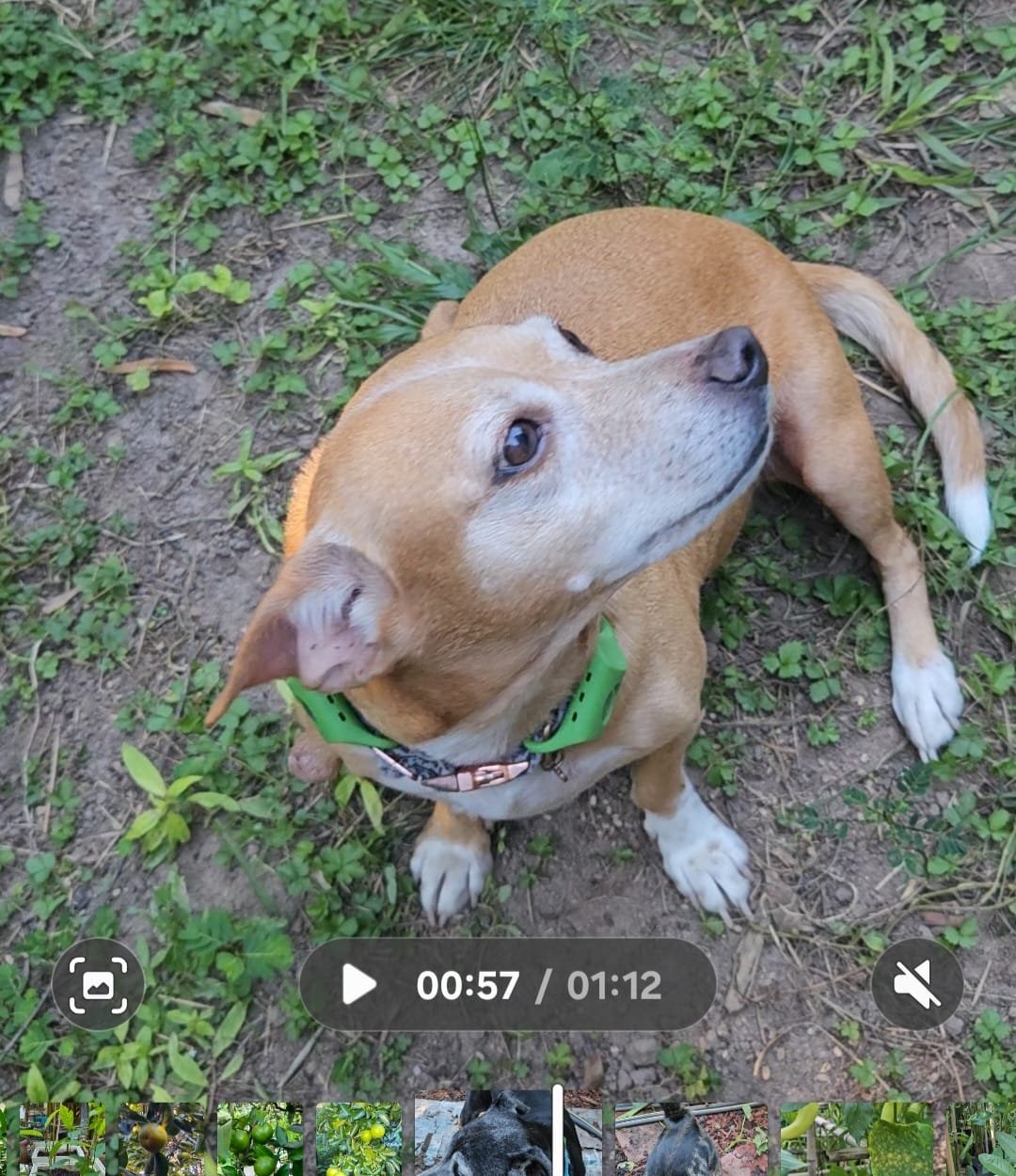 Customer photo review of FurLife™ 12 Months Flea and Tick Free