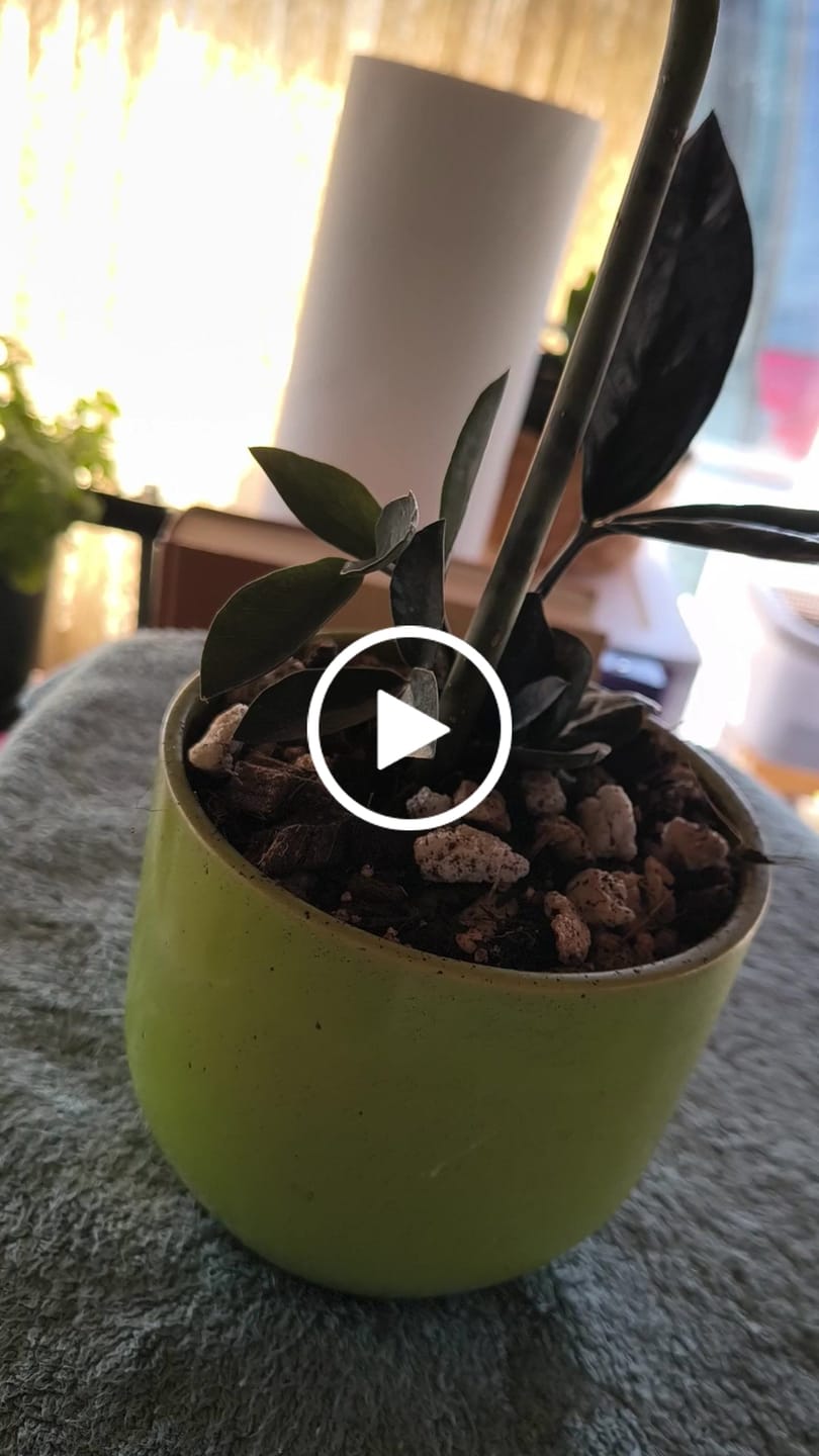 Customer video review of Raven ZZ plant | Indoor Live Zamioculcas Zamiifolia Raven Plant | Rare Indoor Plant | Zansibar gem | Black ZZ Plant